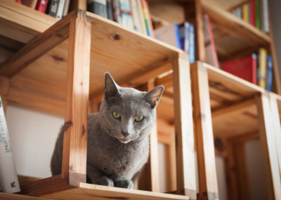 Ekologický obývací pokoj z palet TOKI SUGI, kočka v knihovně