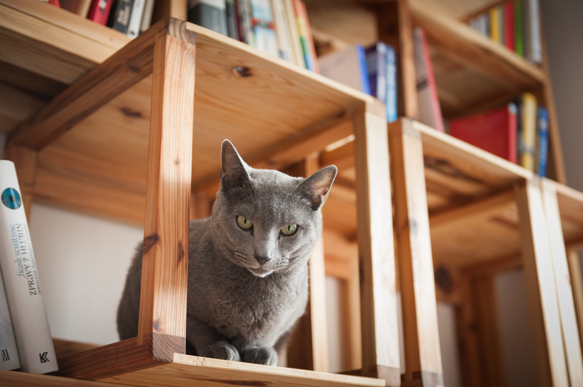 Ekologický obývací pokoj z palet TOKI SUGI, kočka v knihovně